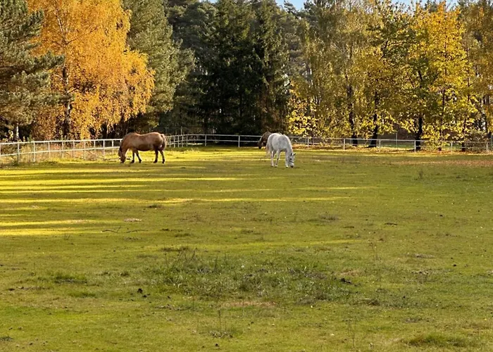 Sauna House Holiday park *